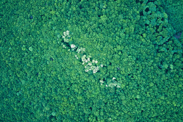 从顶部向下平坦的鸟瞰图的黑暗茂密的森林与绿色的树冠在夏天图片下载
