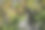 熟了的绿牛油果挂在树上图片下载