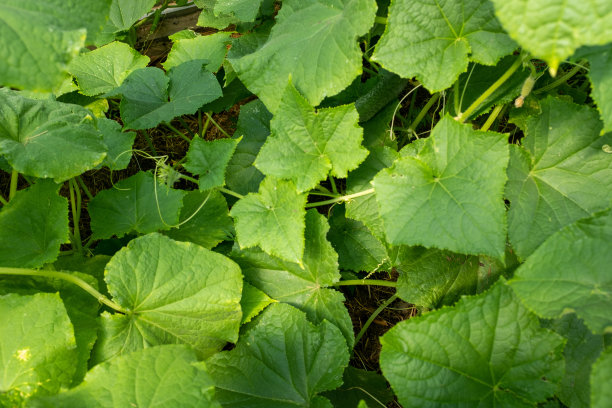 黄瓜生长在温室里。自然背景从绿叶黄瓜海报，日历，帖子，屏幕保护程序，壁纸，明信片，横幅，封面，网站。高质量照片图片下载