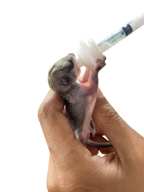 科卢戈斯新生儿图片下载