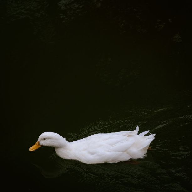 鸭子图片下载