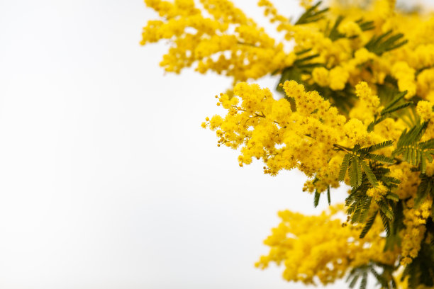 接近绽放的含羞草枝在灰色的背景。春天含羞草花复活节和妇女节背景。图片下载