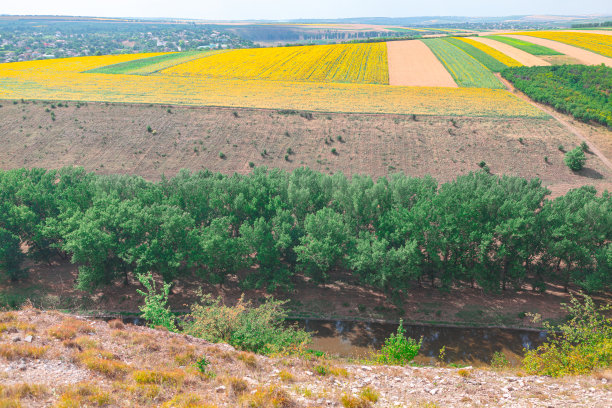 从树顶和田野的全景视图图片下载