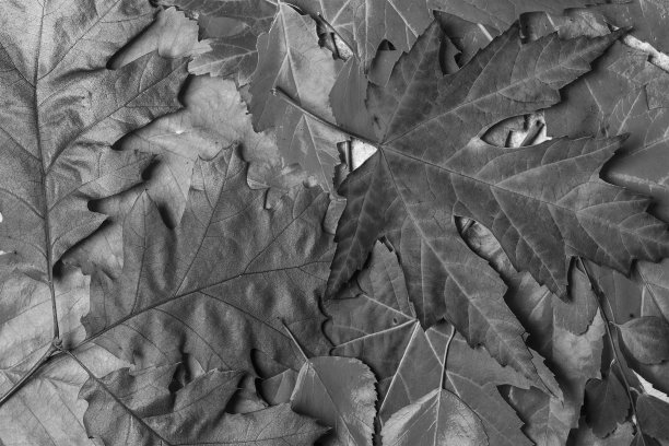 黑色和白色的秋叶背景图片下载
