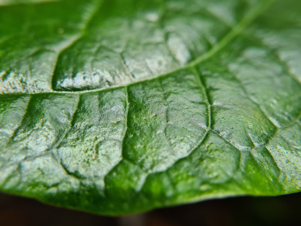 绿叶的特写是完美的背景和概念图片下载