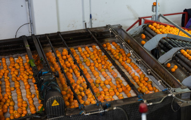 成熟的橘子在分拣厂经过洗衣机图片下载