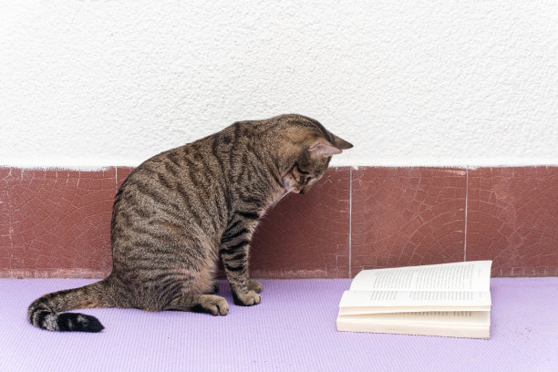 猫旁边有一本书，有“读书日”的概念，热爱阅读图片下载