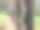 一排装在黑色碗里的干乳胶附着在种植园里的橡胶树上。图片下载