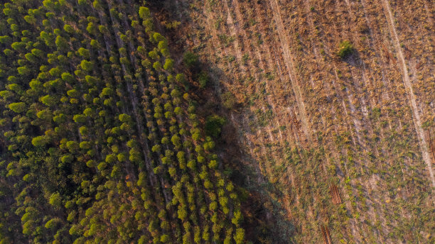 桉树的种植园鸟瞰图正在收获木材碎片。泰国桉树林的俯视图。图片下载
