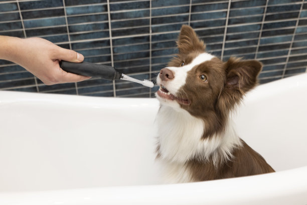 带牙刷的狗图片下载