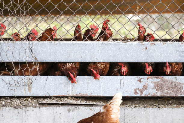 鸡笼里的鸡。图片下载