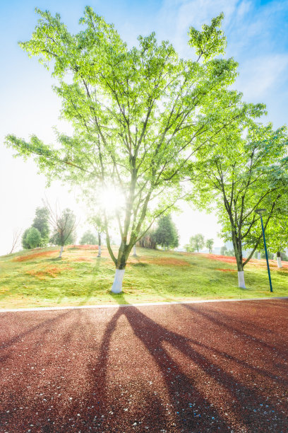 背光下的大树图片下载