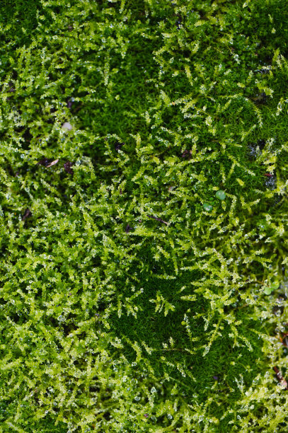 绿色苔藓的宏观图片下载