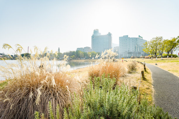 芦苇在阳光下变成了沼泽图片下载
