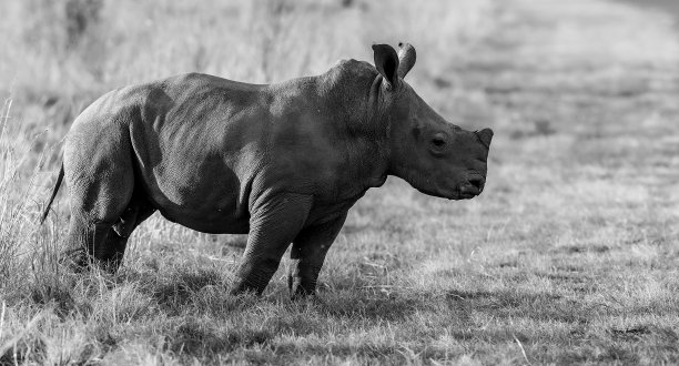 犀牛宝宝站在草原上图片下载