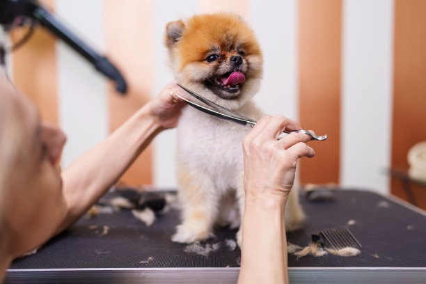 专业的狗狗美容图片下载