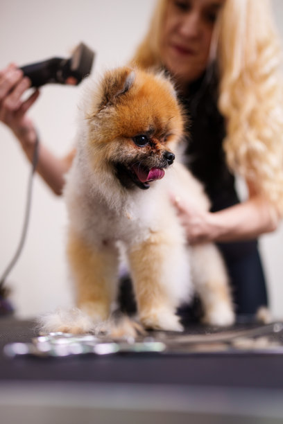 专业的狗狗美容图片下载