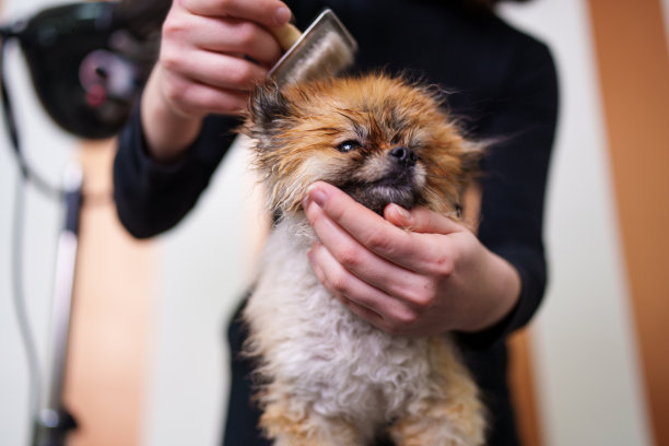 专业的狗狗美容图片下载