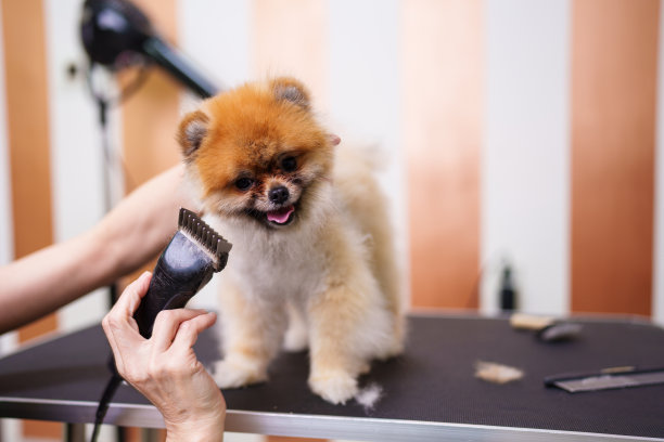 专业的狗狗美容图片下载