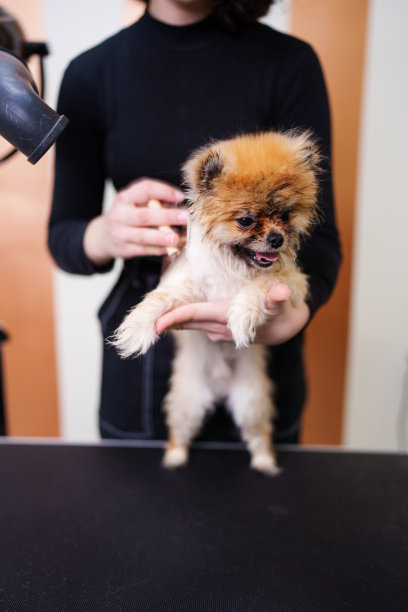 专业的狗狗美容图片下载