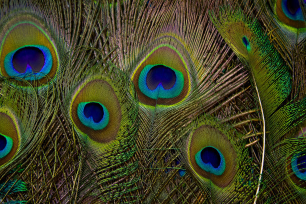 孔雀羽毛背景。绿色的羽毛。孔雀羽毛特写。孤立。孔雀羽毛。图片下载