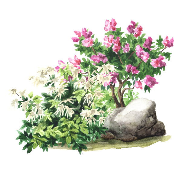 园林装饰灌木，景观设计。手绘水彩插图孤立的白色背景图片下载