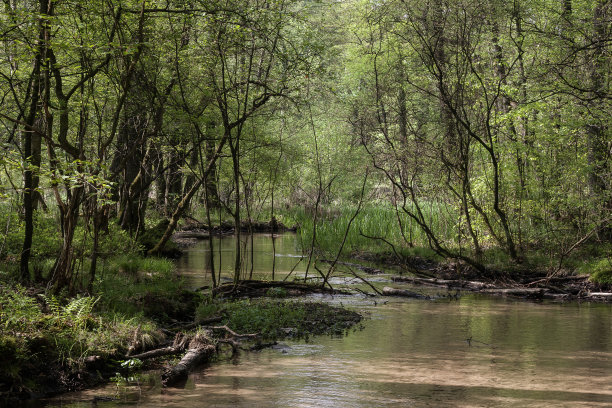 一条小溪悠闲地流过茂密的山谷。图片下载