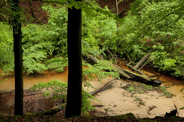 一条小溪悠闲地流过植被茂密的峡谷图片下载