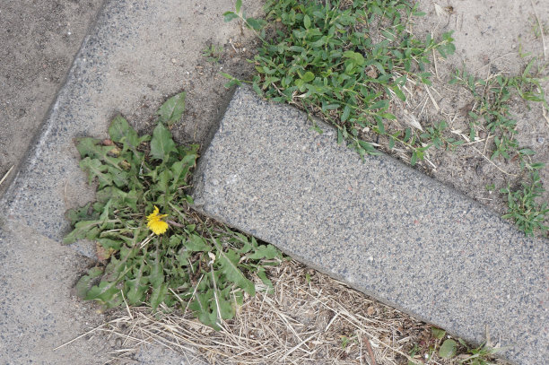 最上面的照片是石头周围生长的杂草图片下载