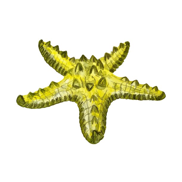 海星黄色海洋生物水彩画素描图片下载