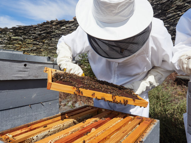 面目全非的养蜂人穿着防护服，戴着手套，看着蜂箱里的蜜蜂图片下载
