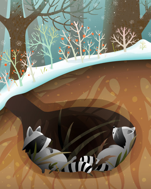 浣熊在森林里的洞穴睡觉图片下载