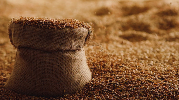 收获的麦粒装在亚麻麻袋里图片下载