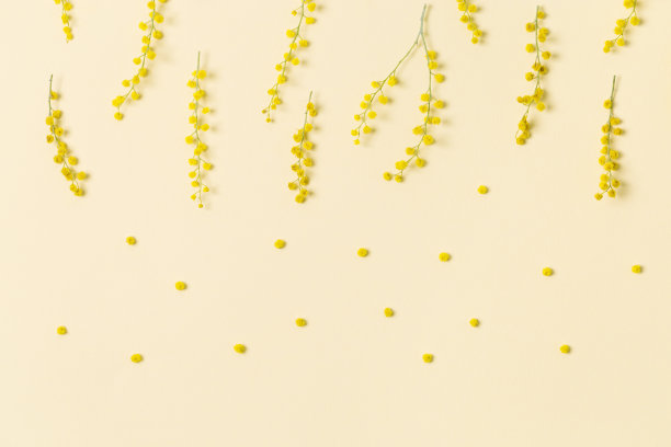 含羞草花合上，枝干小，春暖花开时节背景。毛茸茸的黄花相思球，象征着春天的喜庆。母亲节的假日概念，3月8日，妇女节。图片下载