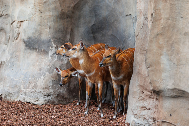 年轻的东部邦戈斯- Tragelaphus eurycerus -一种夜间食草的森林有蹄类动物，具有引人注目的红棕色外套和螺旋角。图片下载