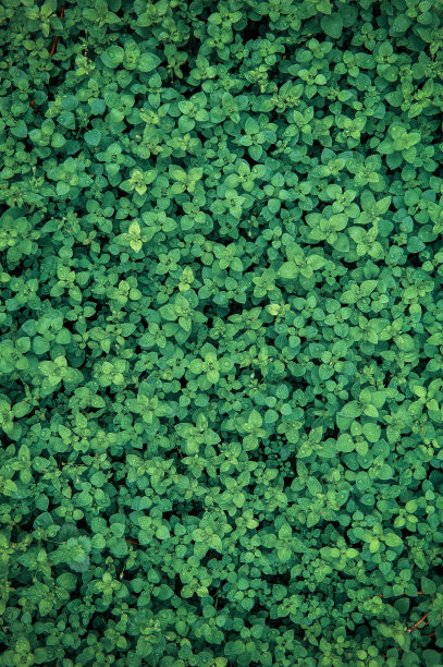 抽象的自然背景，绿色的植物叶子和雨滴图片下载