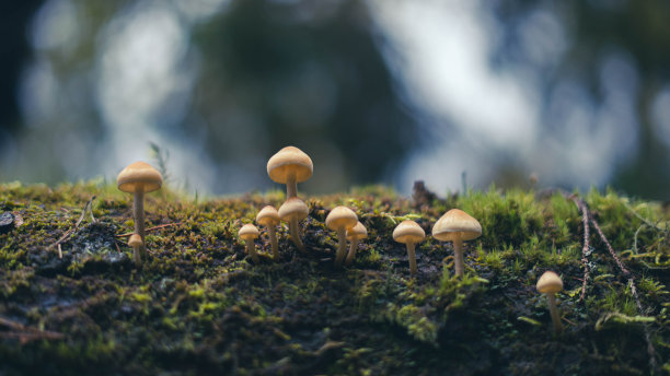 树林里的彩色蘑菇图片下载