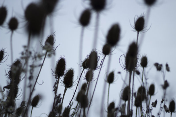 干燥的植物。黑刺。棘手的茎。图片下载