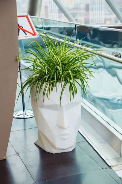 头面几何花盆与长发植物在办公室内部。正面视图，垂直照片图片下载