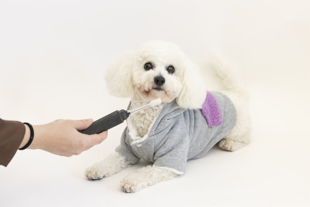 带牙刷的狗图片下载