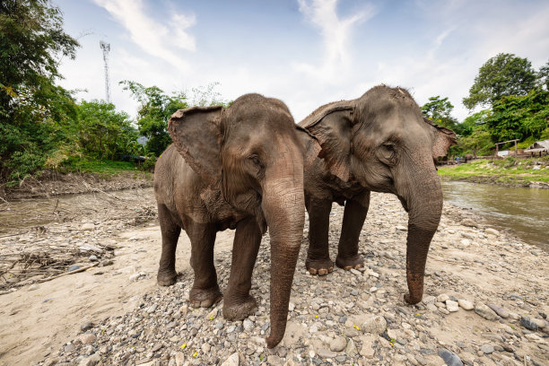 在北泰国河的清迈泰国大象图片下载