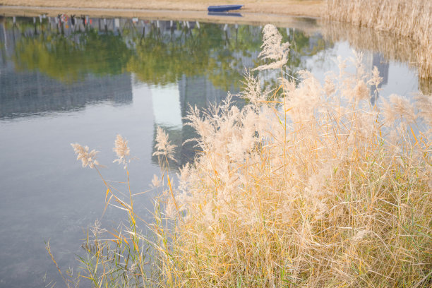芦苇在阳光下变成了沼泽图片下载