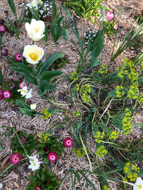 正式的法式春天花园图片下载