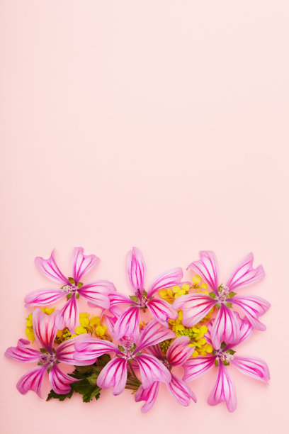 在粉色背景上平铺插花图片下载