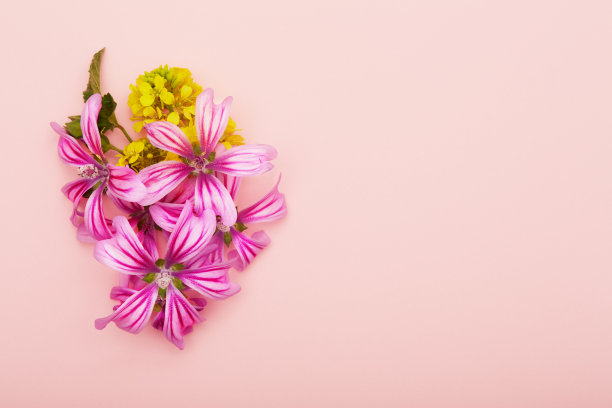 在粉色背景上平铺插花图片下载