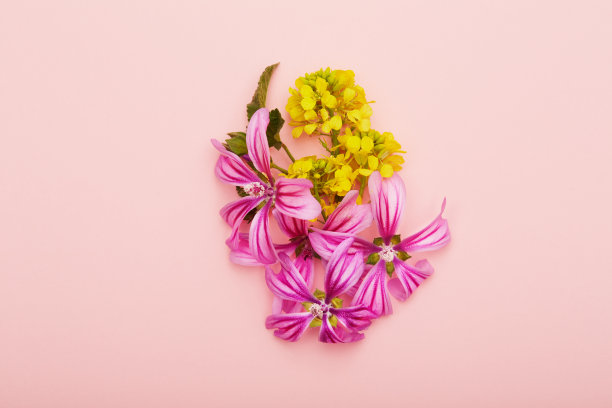 在粉色背景上平铺插花图片下载