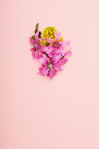在粉色背景上平铺插花图片下载