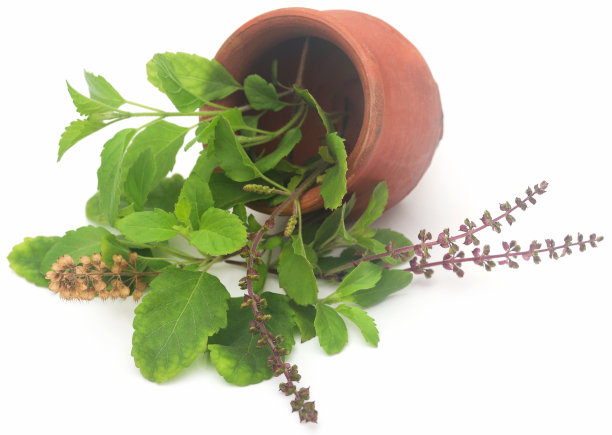 柞蚕叶图片下载