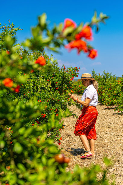 石榴园里快乐的女人。图片下载