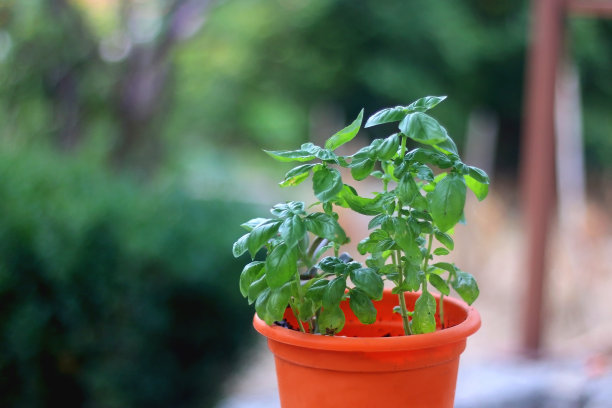 种植罗勒图片下载